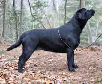 black labrador noir