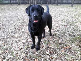 chien labrador noir quebec