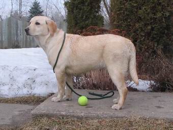 chien labrador jaune