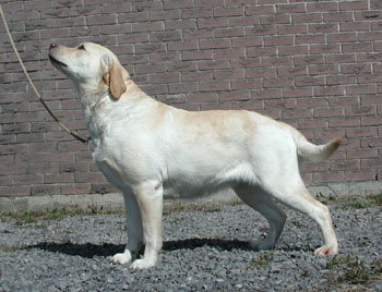 yellow labrador puppy quebec