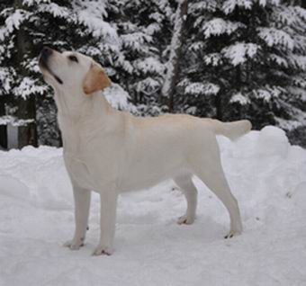 labrador breeder quebec