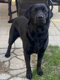female black labrador femelle noir
