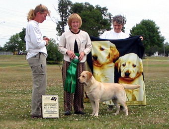 breeder yellow labrador quebec