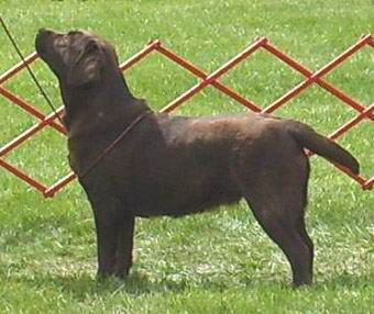 chocolate labrador chocolat