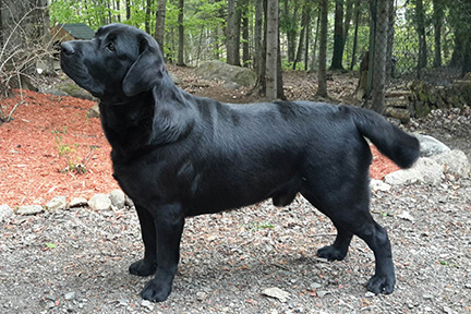 chocolate labrador chocolat