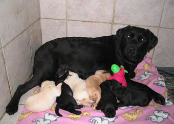 labrador black puppy quebec