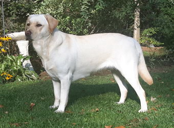 chiot labrador jaune