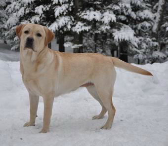 yellow lab quebec