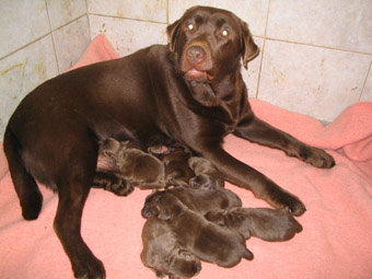 chiot labrador chocolat