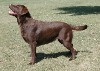 chien labrador quebec