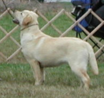 chien labrador jaune quebec