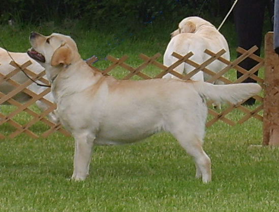 chien labrador jaune