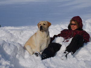 eleveur labrador quebec