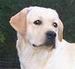 chiot labrador quebec