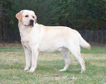 yelow labrador