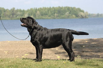 black labrador quebec