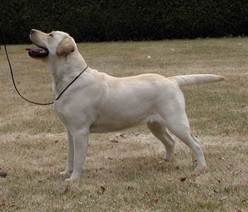 yellow labrador breeder quebec
