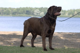 chien labrador brun