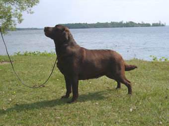 femelle labrador brun