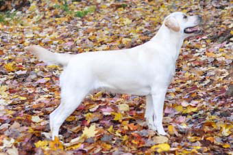 chien jaune labrador