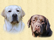 labrador jaune