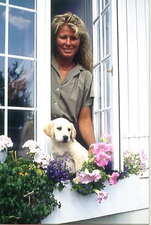 �levage labrador